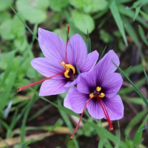 Fleur du Safran du Quercy*