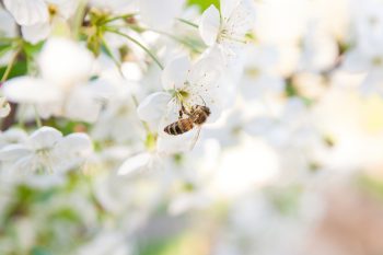 La sauvegarde de la biodiversité, un combat qui nous concerne tous